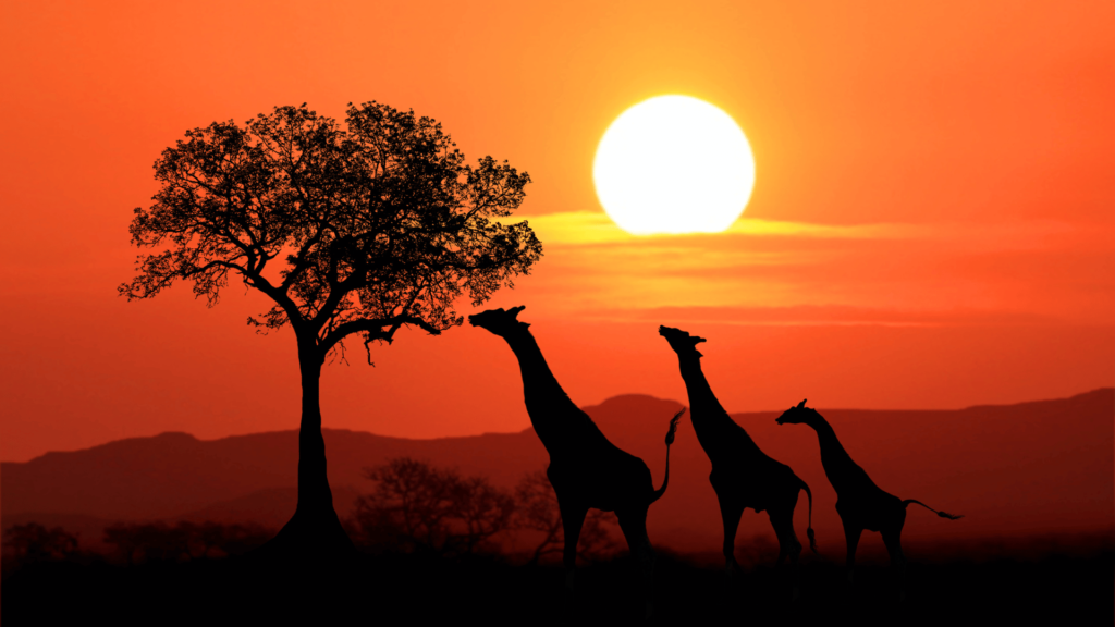 Cheap Flight to Africa