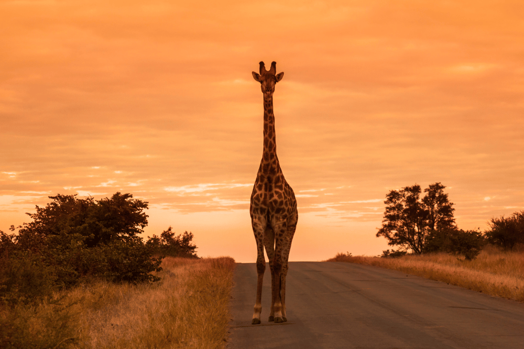 Flights to south africa uk 2024