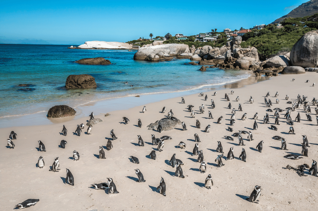 Flights to south africa