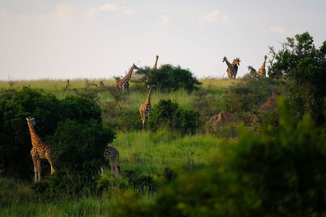 Flights from London to Africa 2025