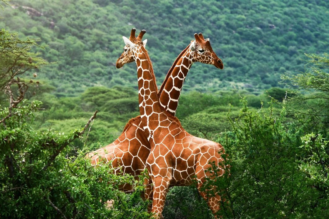 Flights from London to Africa 2025