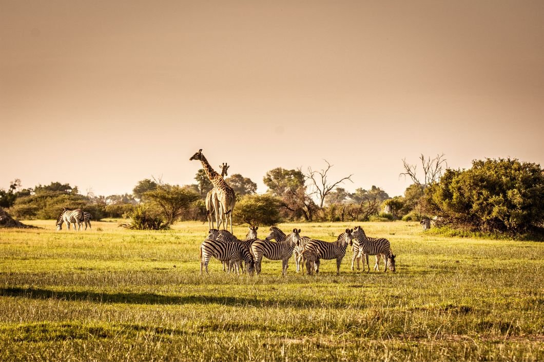 cheap flights to Africa from UK
